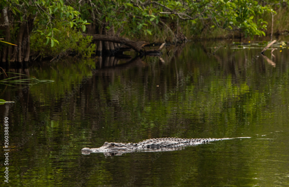 Alligator in Florida Everglades Swimming Alligator in Florida Everglades Swimming