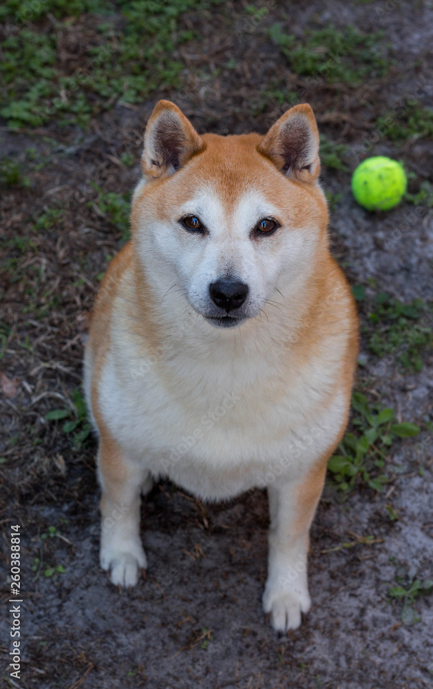 Shiba Inu Dog Sitting With Tennis Ball