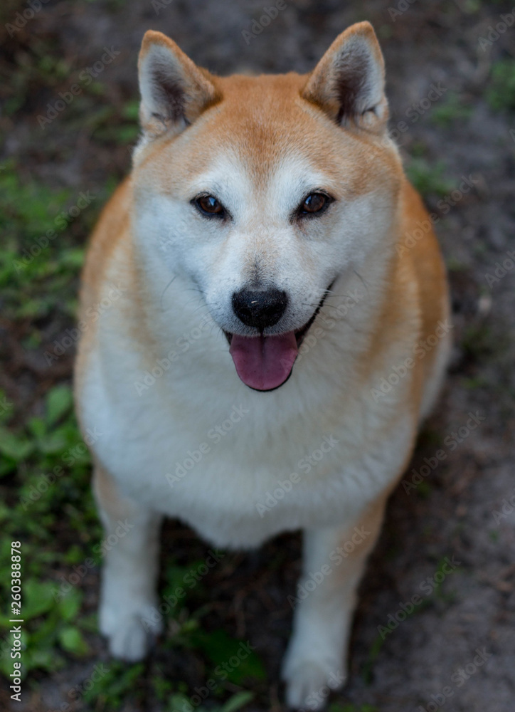 Shiba Inu Dog Happy and Smiling