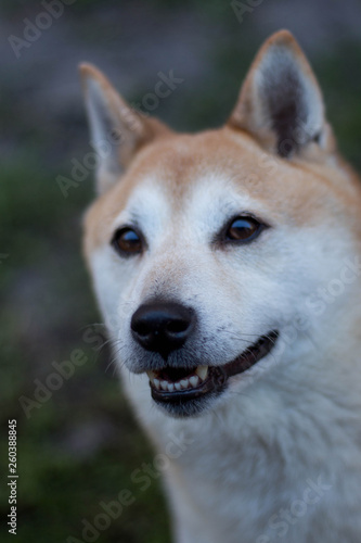 Shiba Inu Dog Smiling