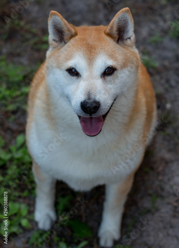 Shiba Inu Dog Happy and Smiling © LifeGemz