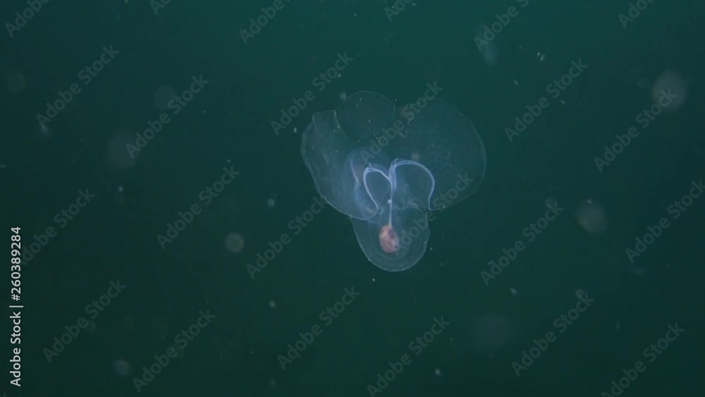 Underwater: Beautiful Swimming Snail in Dark Green Ocean in Monterey, California Underwater: Beautiful Swimming Snail in Dark Green Ocean in Monterey, California