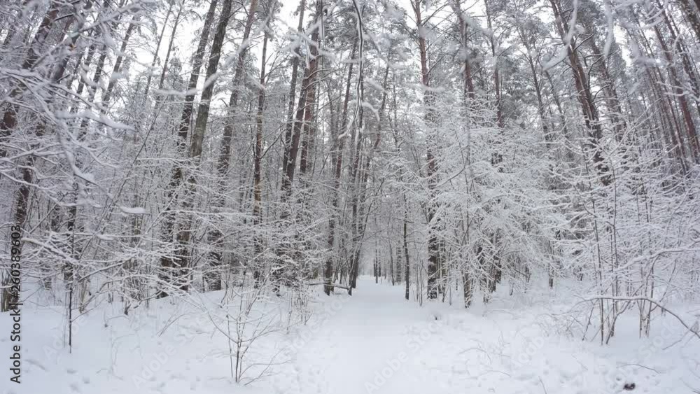 Passing by snowy forest. Gimbal shot of someone walking past a deep fir forest covered in snow on the first days of winter. Passing by snowy forest. Gimbal shot of someone walking past a deep fir forest covered in snow on the first days of winter.