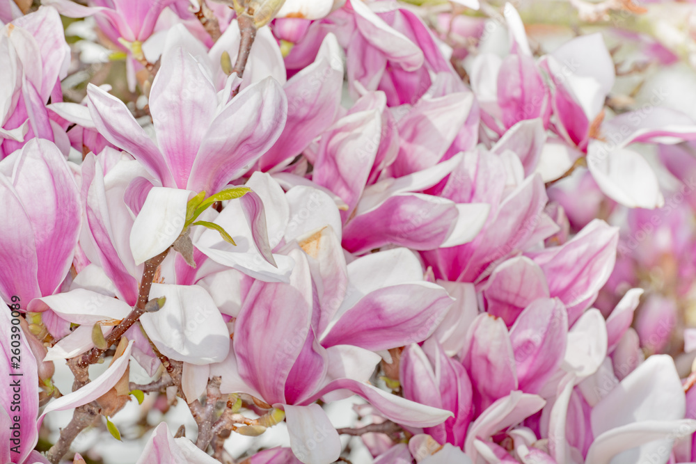 of beautiful magnolia flowers