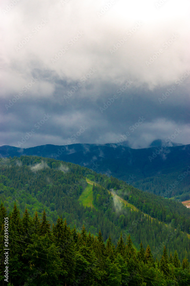 Beautiful Carpathian forest after the rain