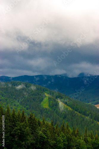 Beautiful Carpathian forest after the rain