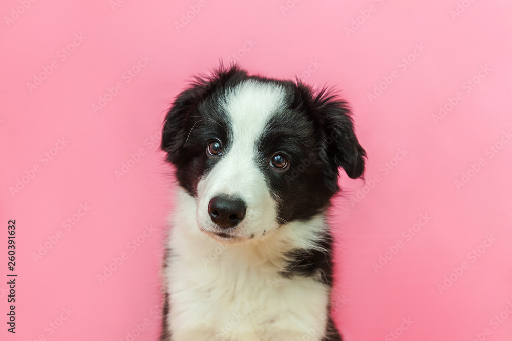 Funny studio portrait of cute smilling puppy dog border collie isolated on pink pastel background. New lovely member of family little dog gazing and waiting for reward. Pet care and animals concept