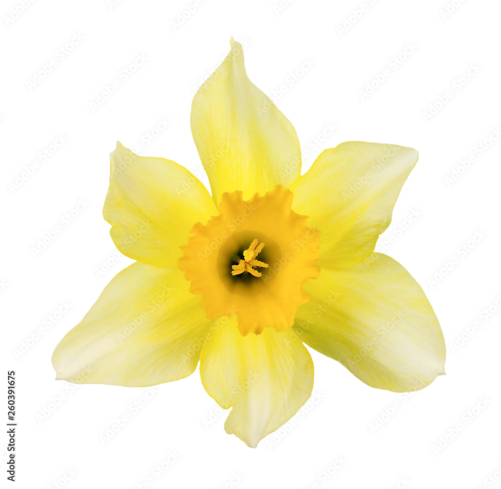 Isolated picture of a beautiful yellow daffodil. Isolated picture of a beautiful yellow daffodil.