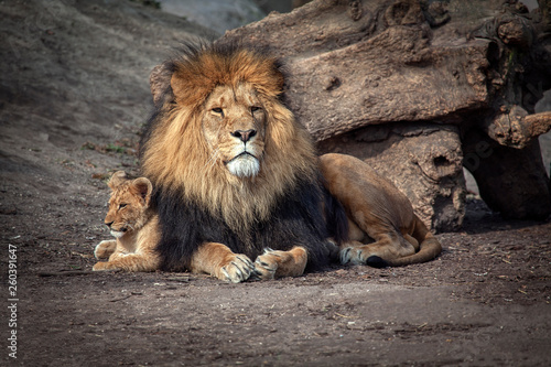 Konstfotografi Proud Lion and Baby Cub standing together
