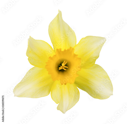 Isolated picture of a beautiful yellow daffodil.