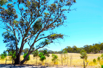 Keuken achterwand Turquoise Iconic Australian landscape with large eucalyptus gumtree, South Australia.  © millefloreimages