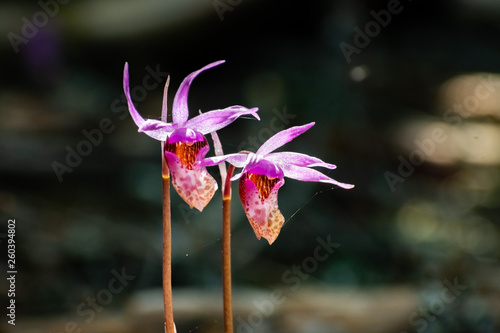 Wild Calypso Orchids, known as Fairyslipper Orchids, blooming in the forests of Marin County, north San Francisco bay area, California photo
