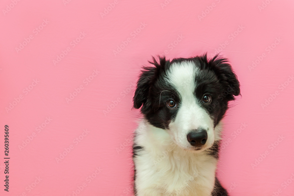 Funny studio portrait of cute smilling puppy dog border collie on pink pastel background