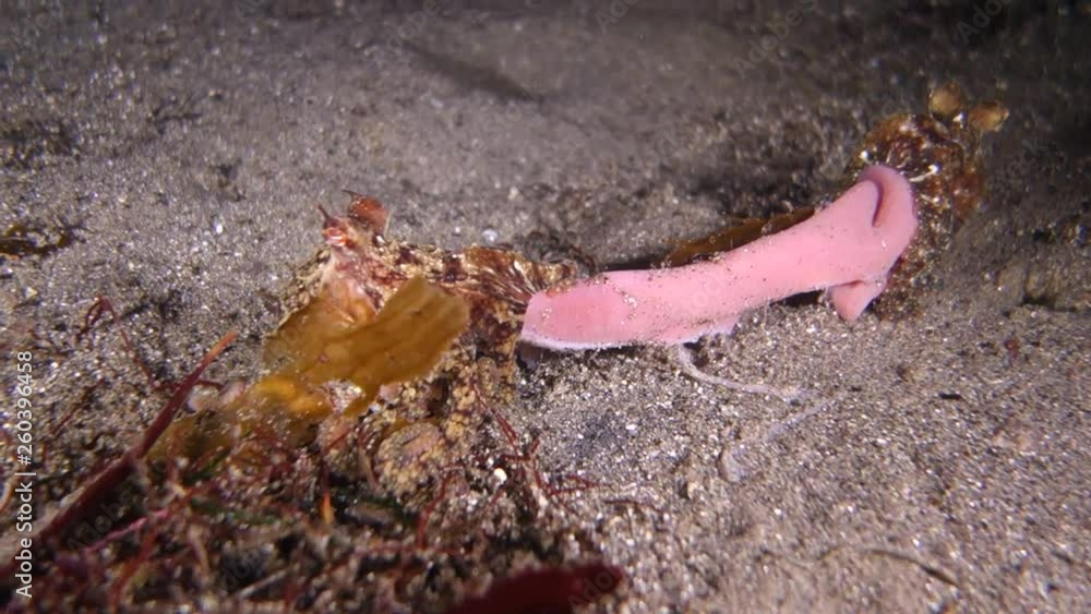 Close-Up: Octopus Fighting Over Sea Slug in Monterey, California Close-Up: Octopus Fighting Over Sea Slug in Monterey, California