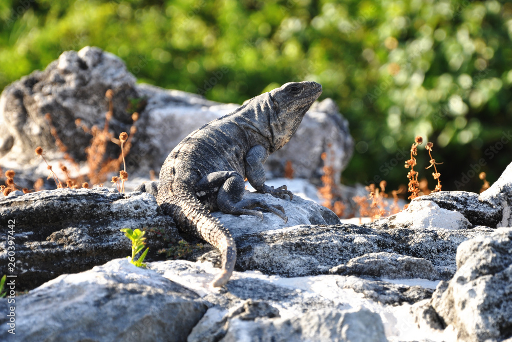 Wild Iguanas near the el Rey Mayan ruins in Cancun Mexico Wild Iguanas near the el Rey Mayan ruins in Cancun Mexico