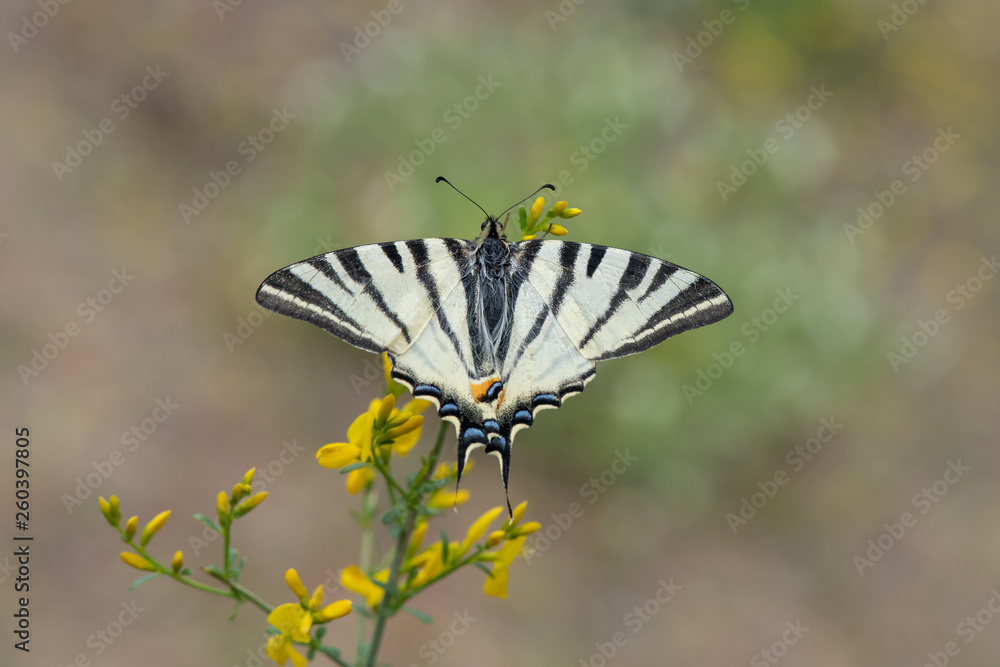 Papilionidae / Erik Kırlangıçkuyruğu / / Iphiclides podalirius Papilionidae / Erik Kırlangıçkuyruğu / / Iphiclides podalirius