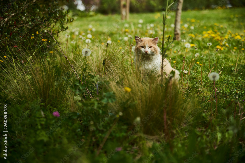 Dans les pensées d'un chat roux et blanc Dans les pensées d'un chat roux et blanc