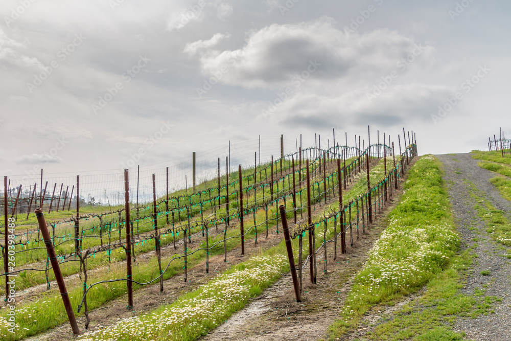 Newly budding zinfandel vines are going at an angle up a hillside. Green grass is growing between the rows. Pure dirt is below the vines. Service road on right. A cloudy sky is above the hillside.