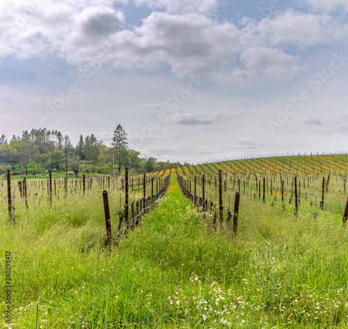 Newly budding zinfandel vines are going straight up a hillside. Green grass and yellow  blue and white flowers are growing in the vineyard . Trees   a cloudy sky with some blue is above the hillside.
