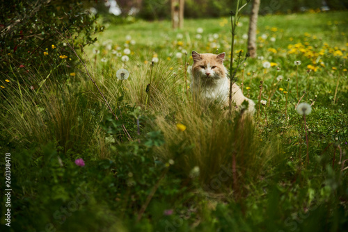 Dans les pensées d'un chat roux et blanc © Natura