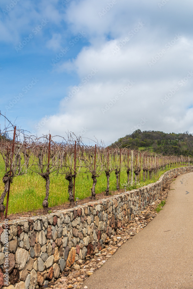 Fototapeta premium A vineyard is growing above and next to a stone wall. The wall is next to a road that leads up to a grove of trees. Big white clouds in a blue sky are above the vineyard and trees.