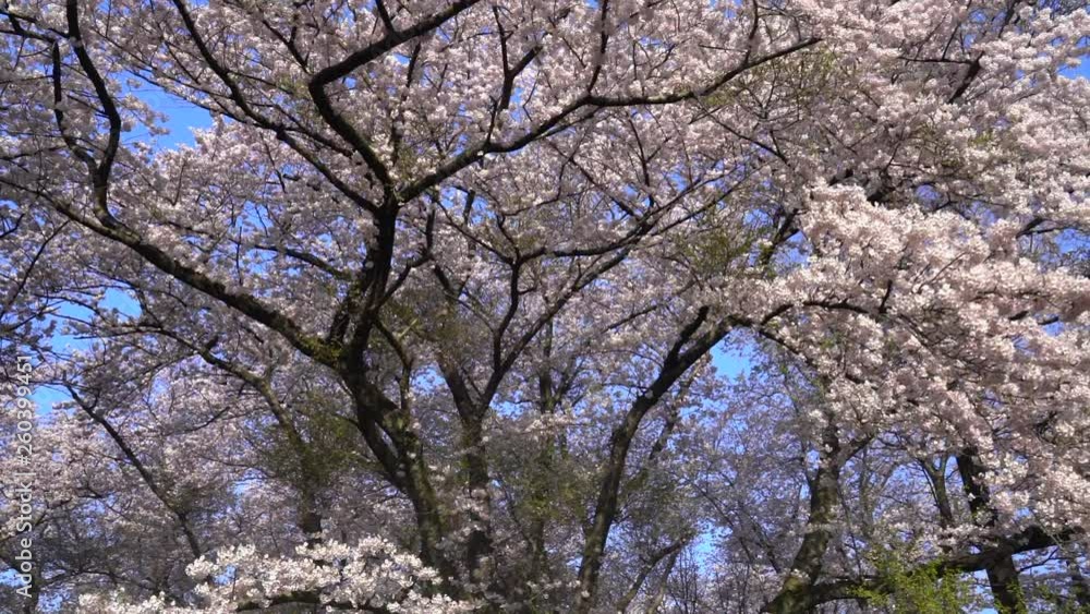 紫雲出山の桜 紫雲出山の桜