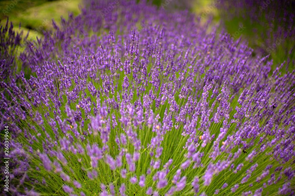 Lavender plant close-up