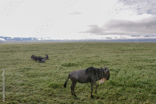 Landscape in Ngorongoro photo