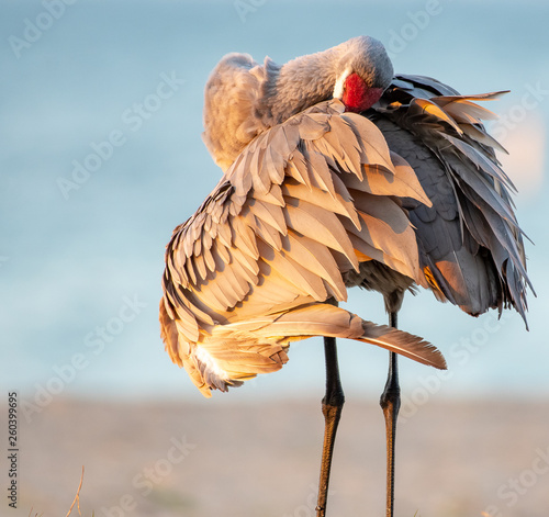 Sandhill crane on a beach in Florida