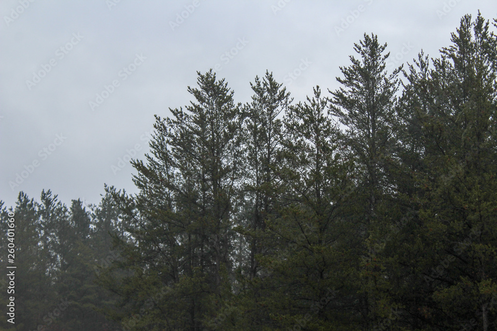 trees and foggy sky