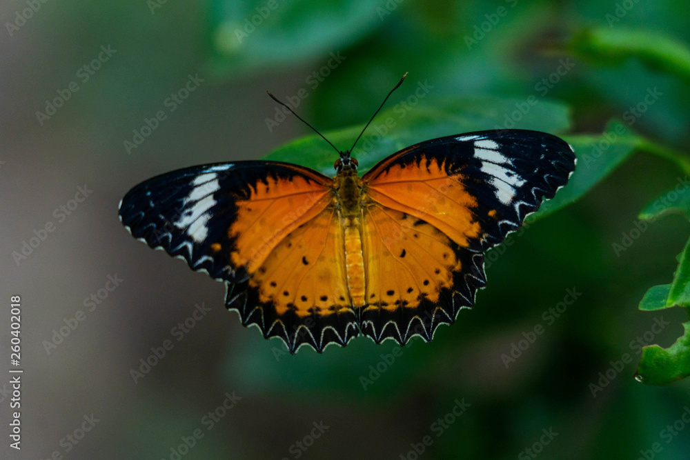 Butterfly Butterfly