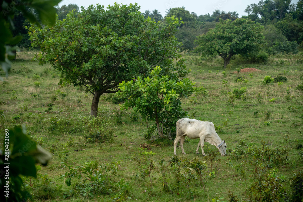 Obraz premium Cow Field