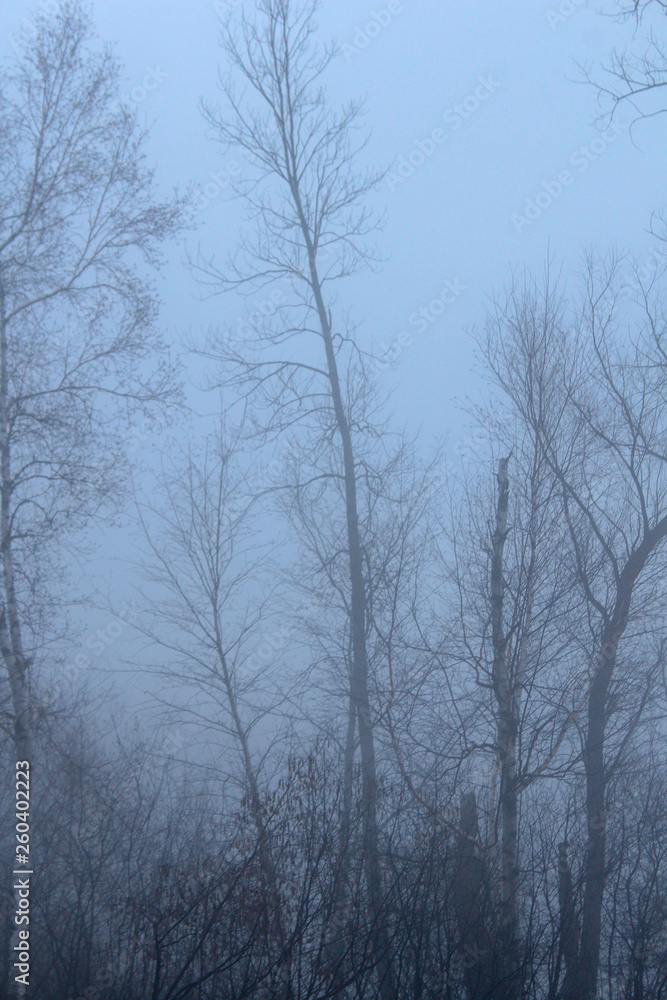 tall thin swaying trees in wind tall thin swaying trees in wind