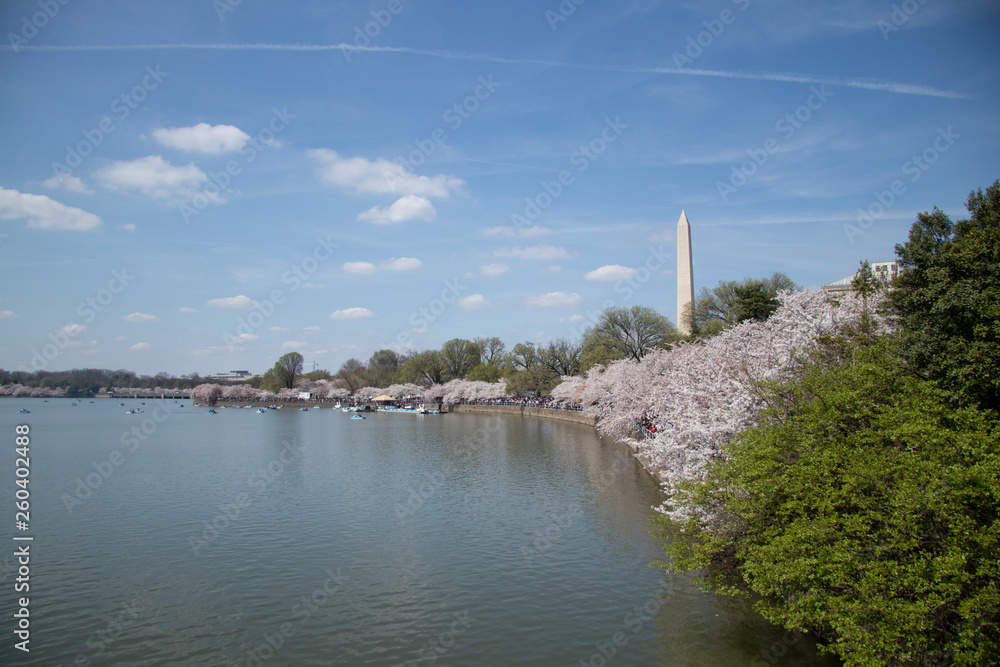 Obraz premium Cherry blossom Washington D.C
