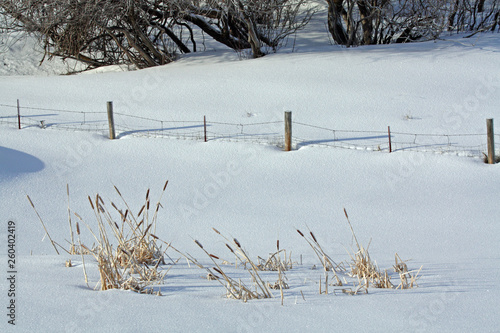 Fence in Snow