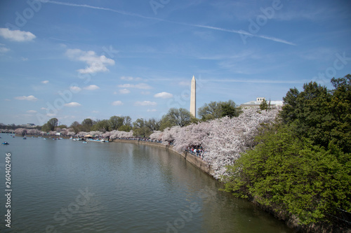 Cherry blossom Washington D.C