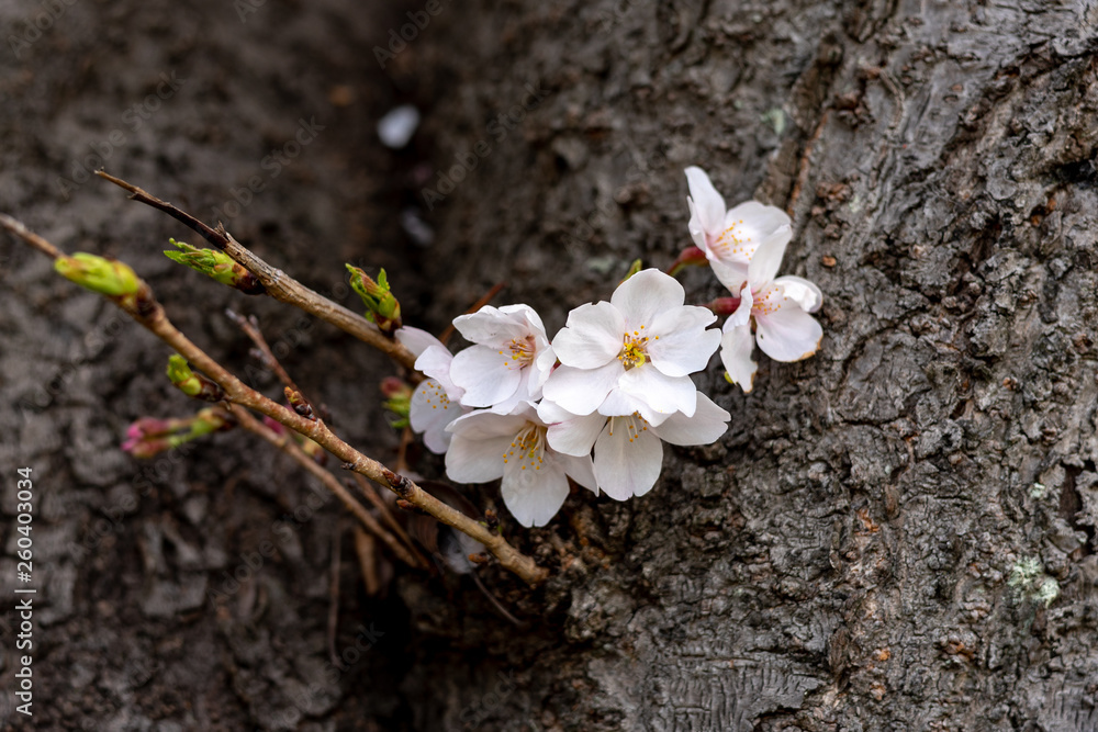 Fototapeta premium 蓮田のサクラ
