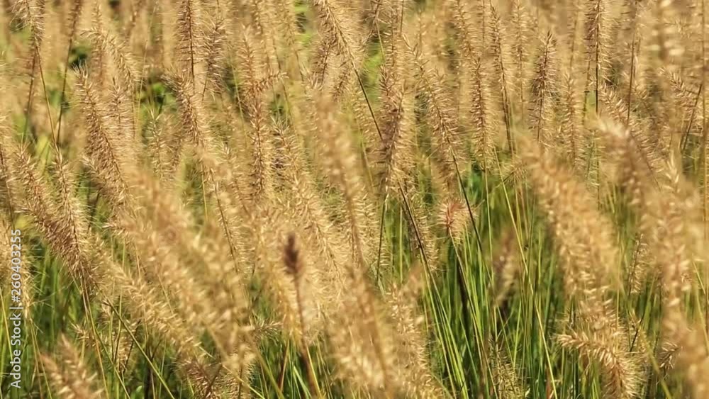 Field of golden blooming grasses blowing in the wind Field of golden blooming grasses blowing in the wind