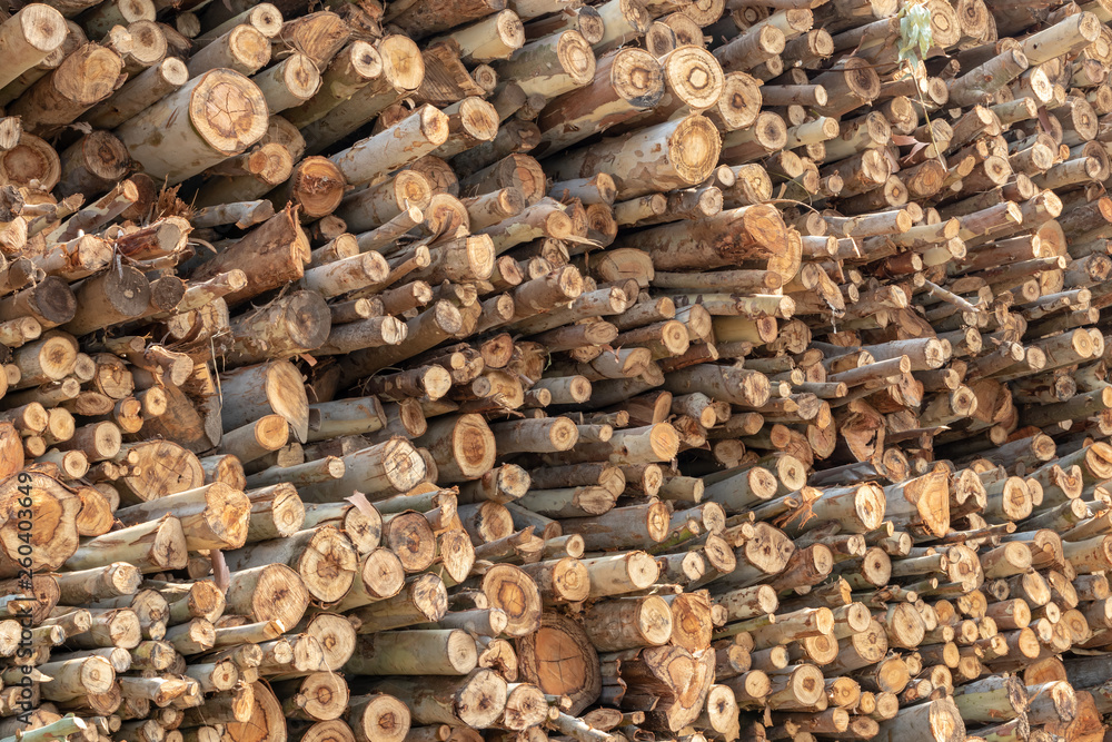 Background of various sizes of eucalyptus logs. Background of various sizes of eucalyptus logs.