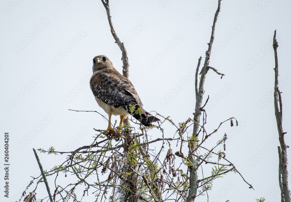 Red shouldered hawk perched on a branch Red shouldered hawk perched on a branch