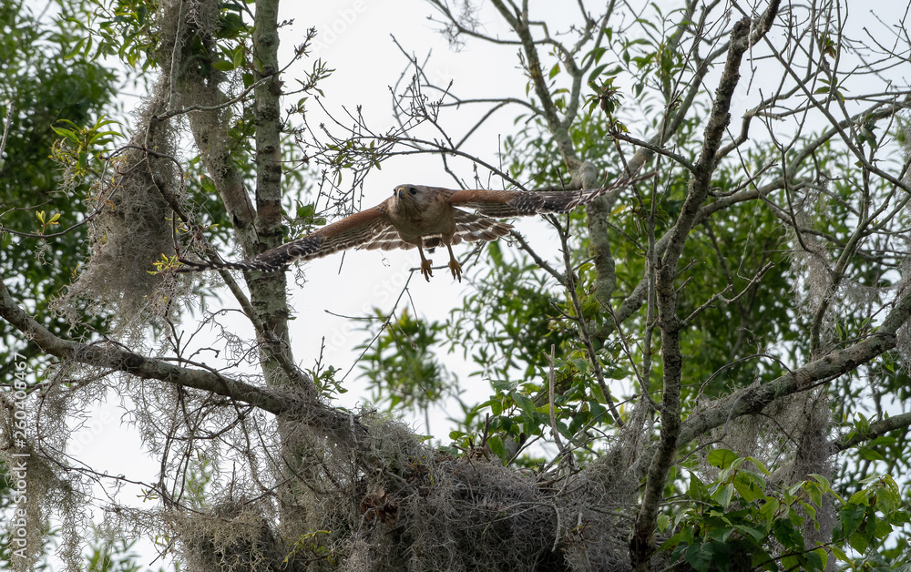 Fototapeta premium Red shouldered hawk leaving the nest