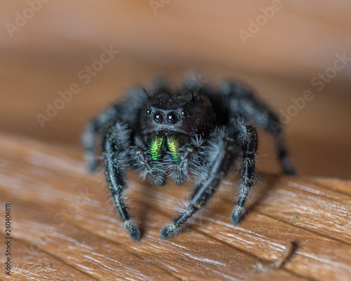 Bold jumping spider