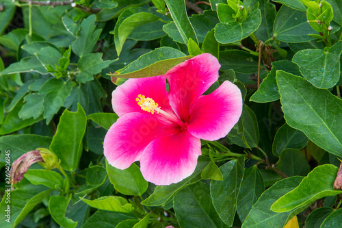 Fototapeta Naklejka Na Ścianę i Meble -  pink flower in the garden