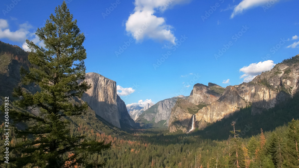 pine tree and bridal veil falls in yosemite national park pine tree and bridal veil falls in yosemite national park