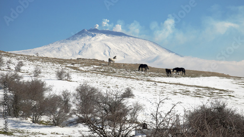 Wild Horses In Winter Landscape