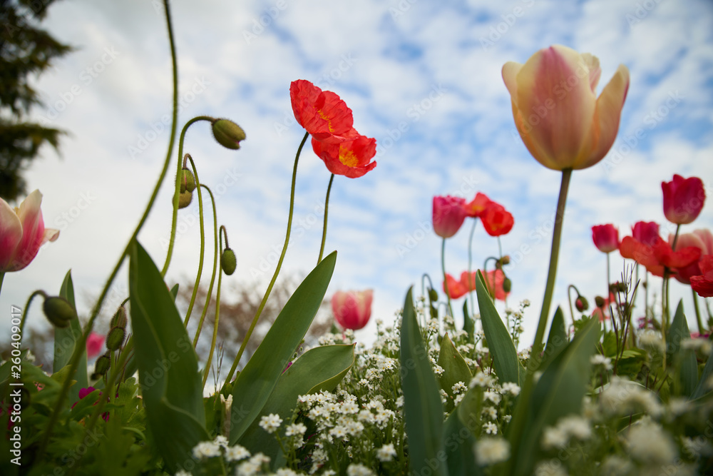Romance entre pavot et tulipe