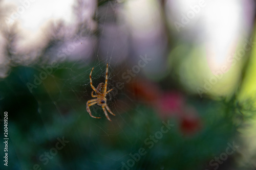 Hairy Orange Brown Spider with Bug on Spiderweb