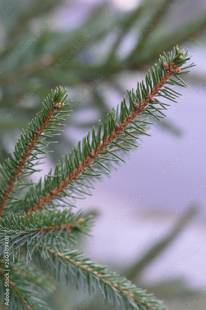 fir tree branch fir tree branch