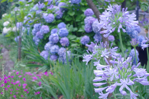  Nature view of agapanthus flowers on blurred hydrangea background