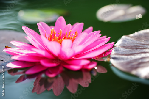 close up of beautiful lotus flower background.